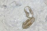 Two Mississippian Trilobites (Ameropiltonia) - Missouri #78005-1